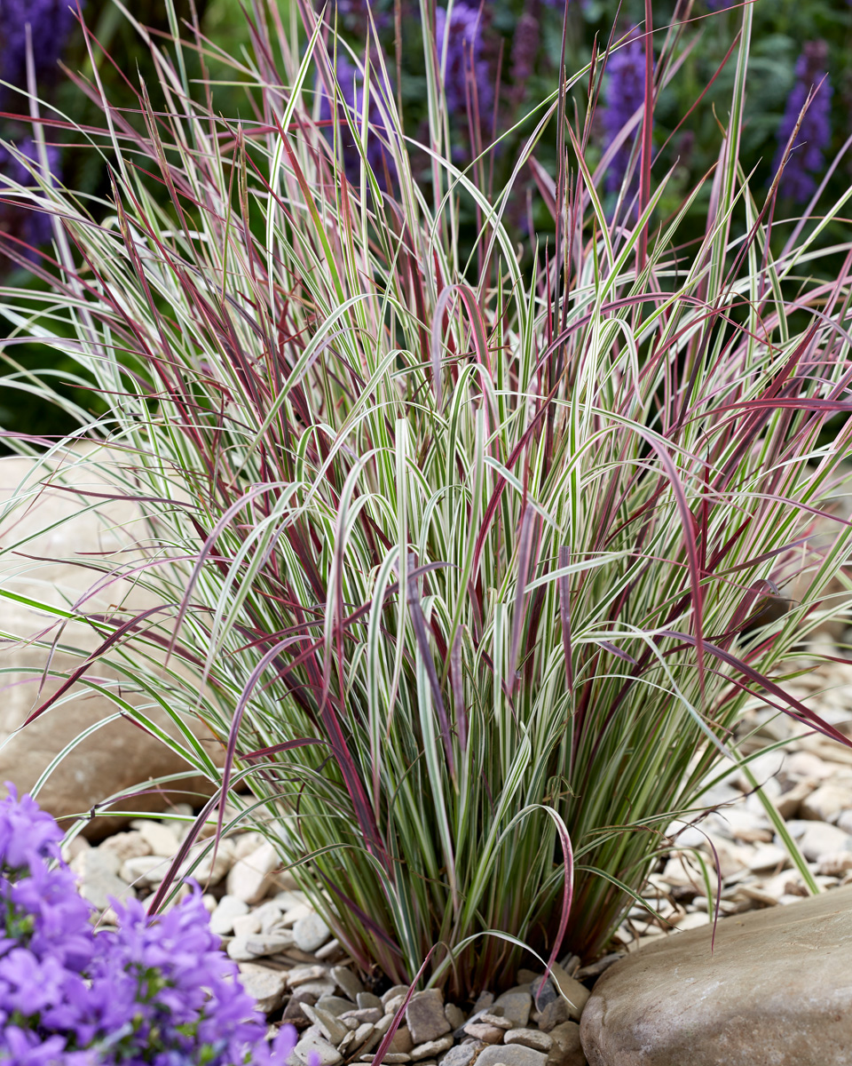 Schizachyrium scoparium Chameleon